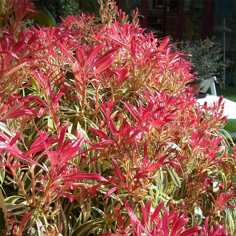 Pieris japonica Little Heath (Plant habit)
