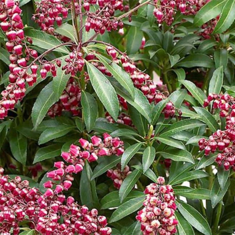 Pieris japonica Passion (Foliage)