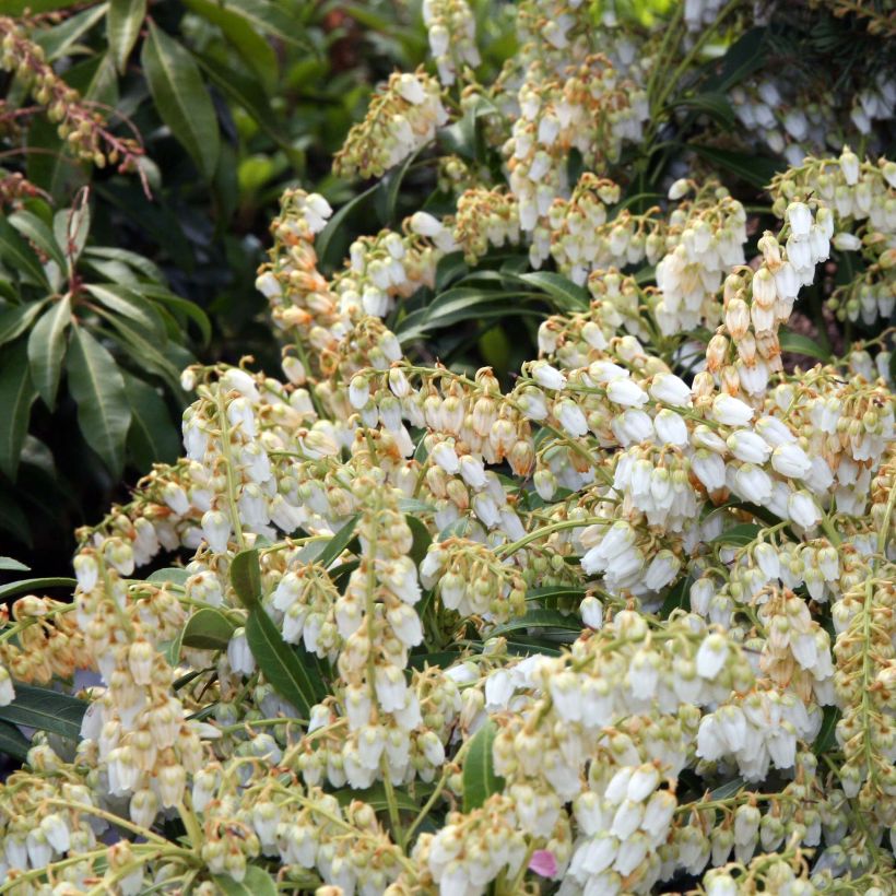 Pieris japonica Purity (Flowering)