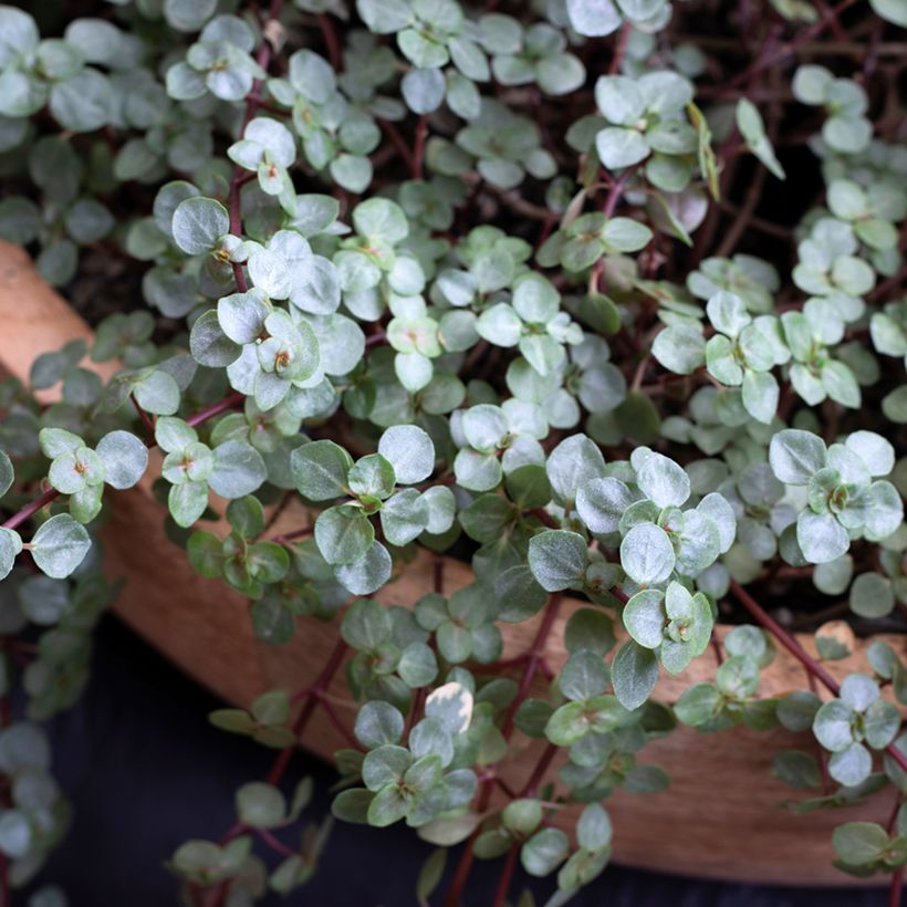 Pilea glaucophylla Greyzy (Fogliame)