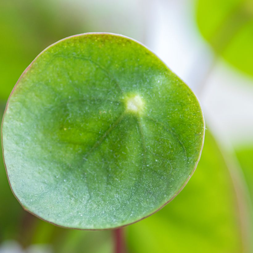 Pianta delle monete - Pilea peperomioides (Fogliame)