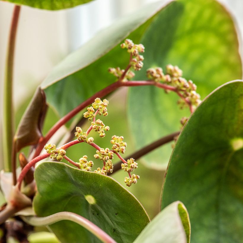Pianta delle monete - Pilea peperomioides (Fioritura)