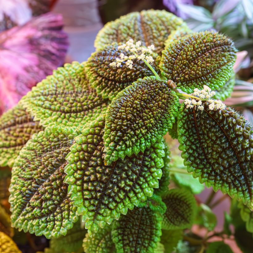 Pilea Moon Valley (Fogliame)