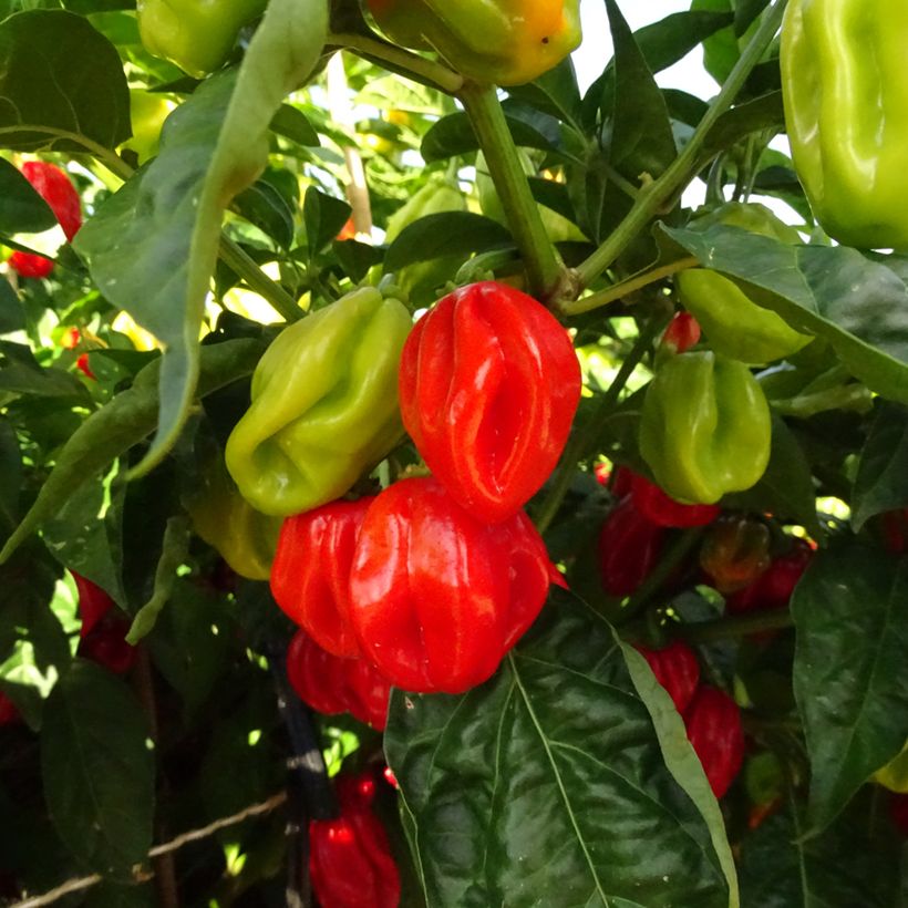 Peperoncino piccante Habanero (Harvest)