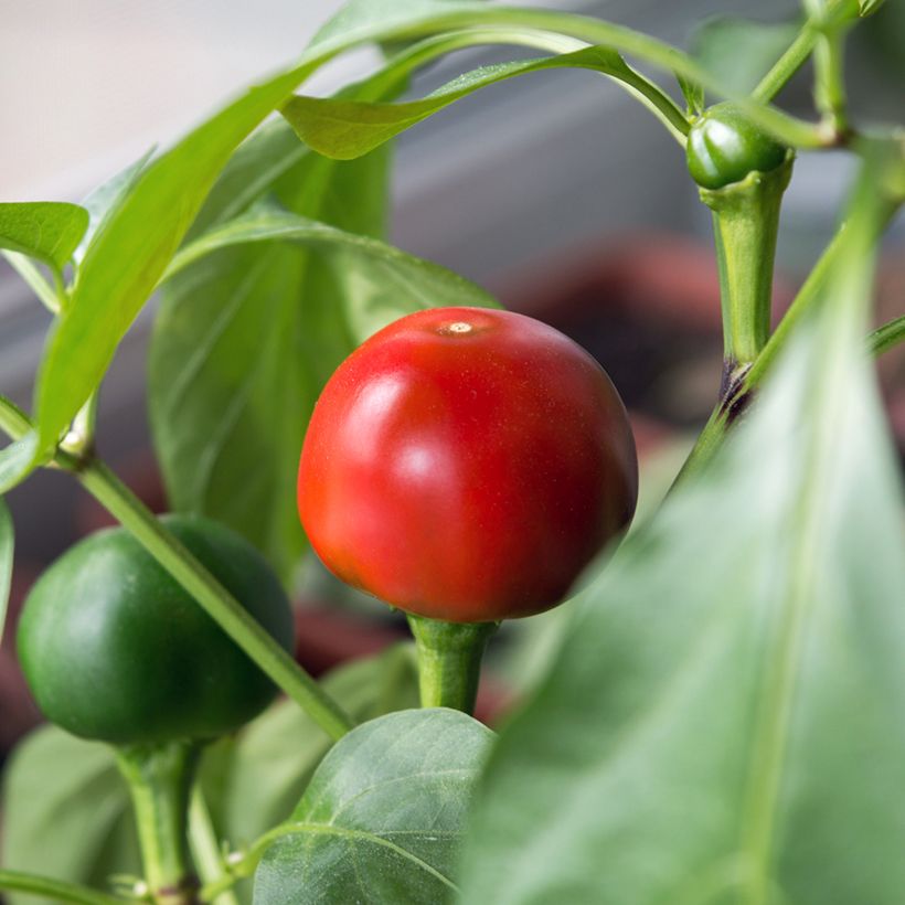 Peperoncino Red Cherry Small (Harvest)