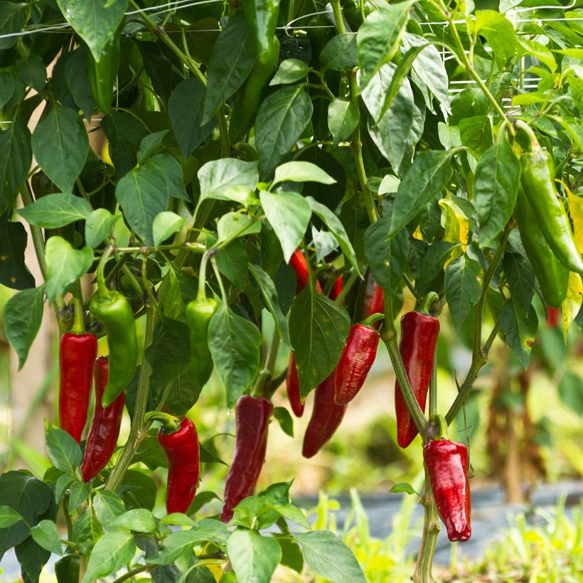 Peperoncino Gorria (Plant habit)