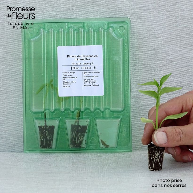 Example of Pepe di Caienna (piante) Mini zolla Ø 1,5/2,5 cm as you get in printemps