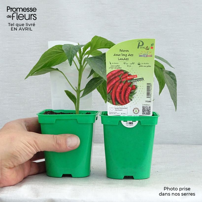 Peperoncino dolce Molto lungo delle Lande Vaso da Ø 10 cm/11 cm esemplare consegnato in primavera