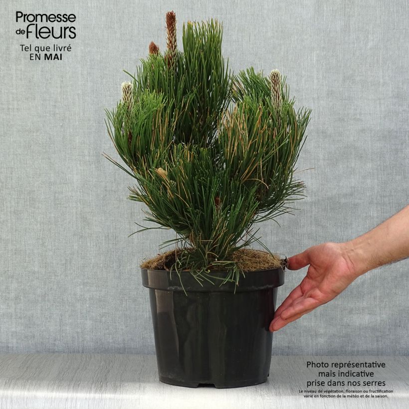 Example of Pinus heldreichii Satellit Vaso da 7,5L/10L as you get in printemps