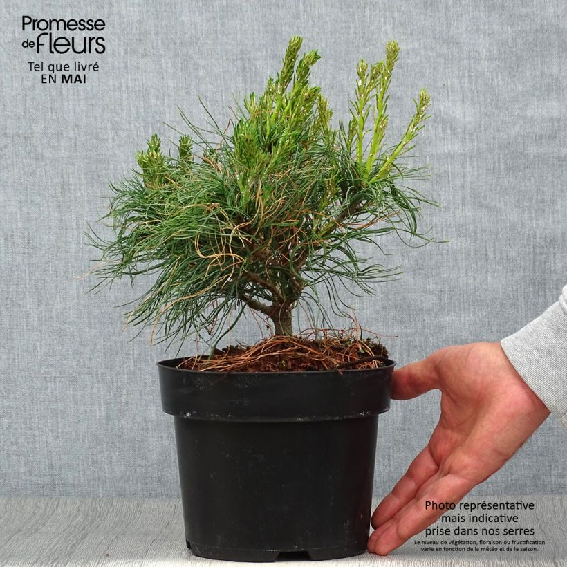 Pinus strobus Tiny Kurls - Pino strobo Vaso da 2L/3L esemplare consegnato in primavera