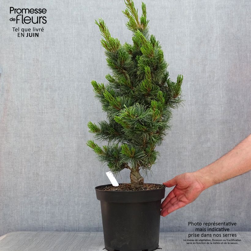 Example of Pinus parviflora Bergman Vaso da 7,5L/10L as you get in printemps