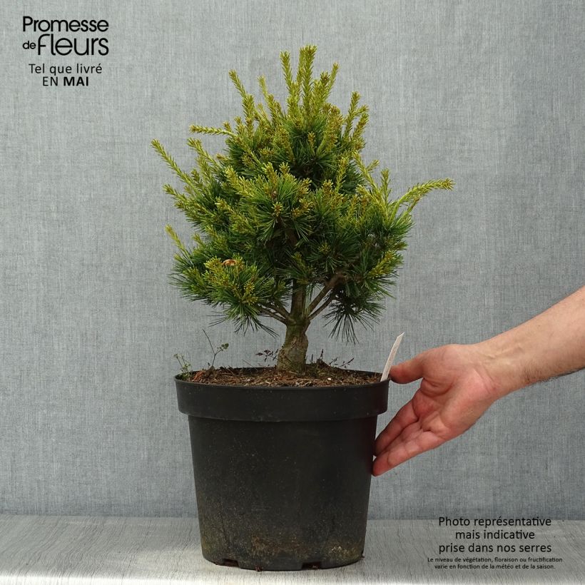Pinus parviflora Kokuho Vaso da 7,5L/10L esemplare consegnato in primavera