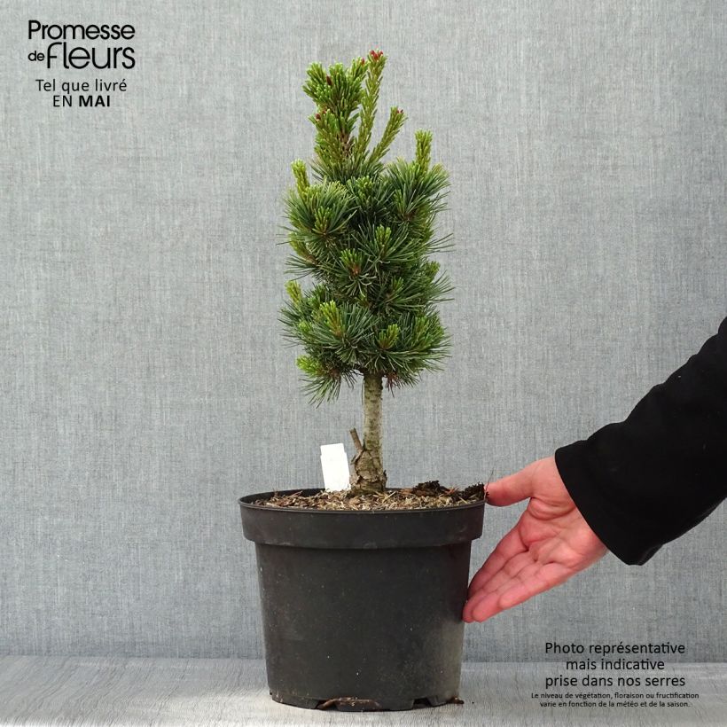 Example of Pinus cembra Compacta Glauca Vaso da 4L/5L as you get in printemps