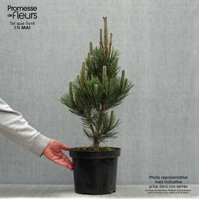 Pinus heldreichii Malinkii Vaso da 7,5L/10L esemplare consegnato in primavera