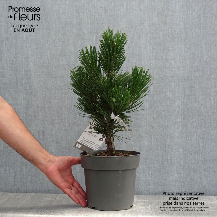 Esemplare di Pinus heldreichii Little Dracula Vaso da 4L/5L consegnato in estate