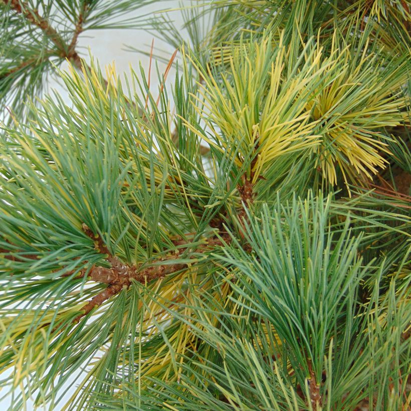 Pinus peuce Aureovariegata (Fogliame)
