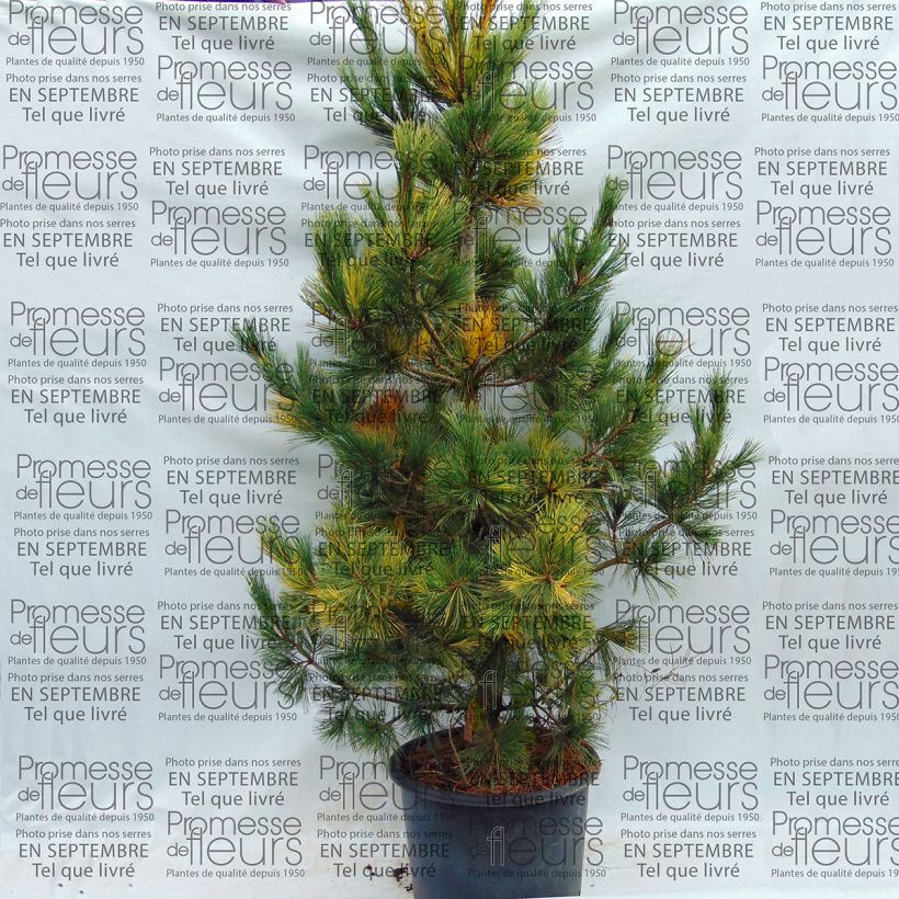 Esempio di esemplare Pinus peuce Aureovariegata Vaso da 18L/20L come consegnato