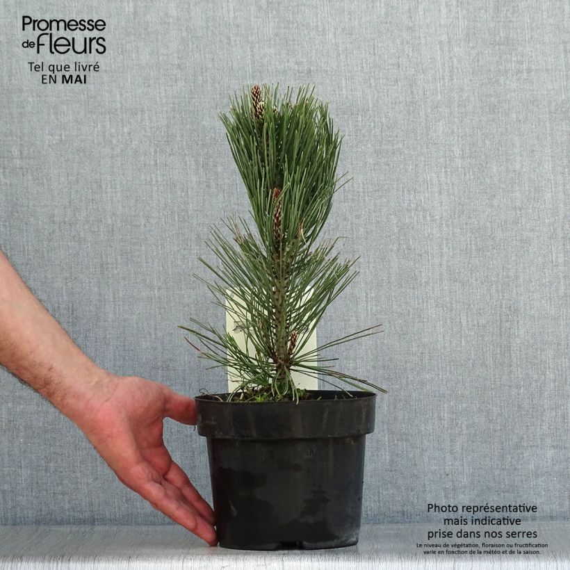 Pinus heldreichii Compact Gem Vaso da 2L/3L esemplare consegnato in primavera