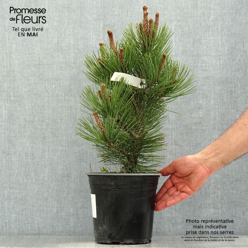 Pinus heldreichii Compact Gem Vaso da 4L/5L esemplare consegnato in primavera