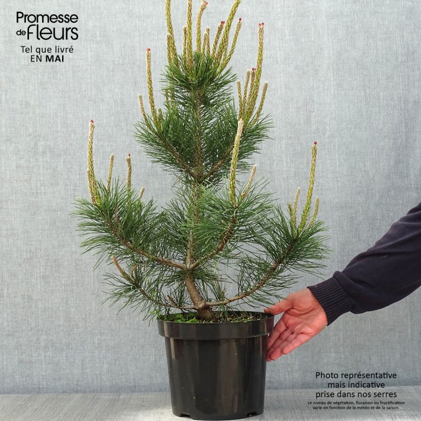 Pinus mugo Gnom Vaso da 7,5L/10L esemplare consegnato in primavera