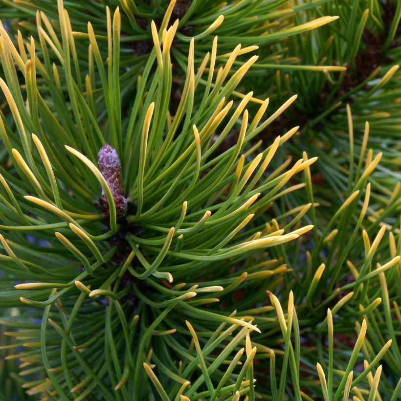 Pinus mugo Mops Gold (Foliage)