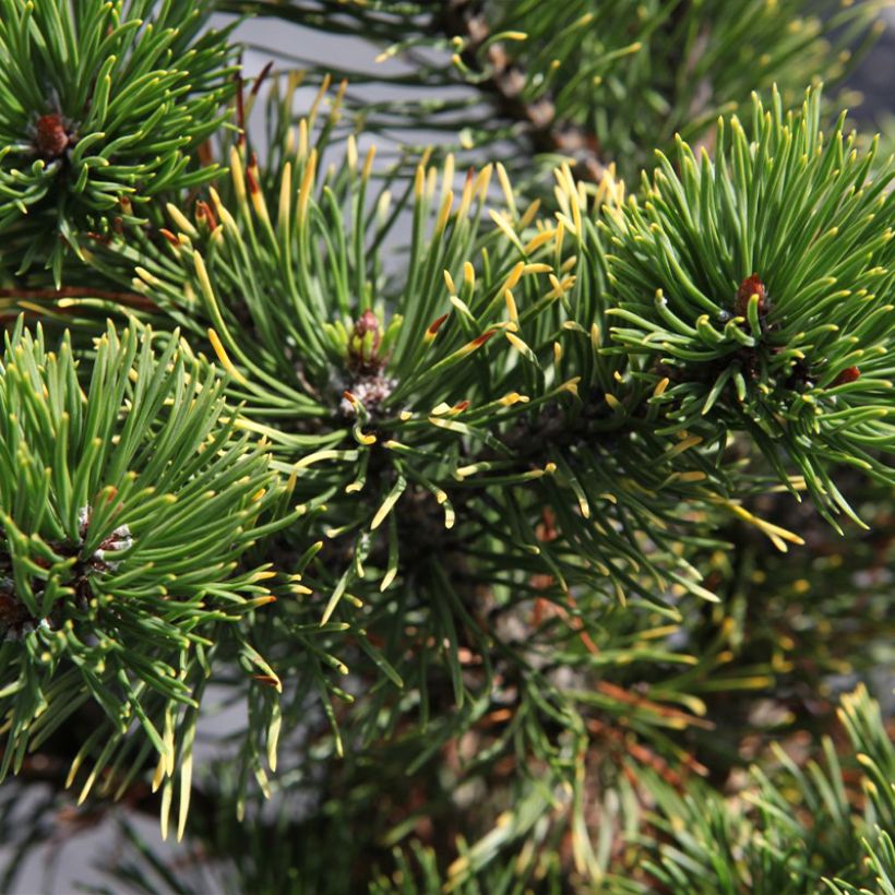 Pinus mugo Carstens Wintergold (Foliage)