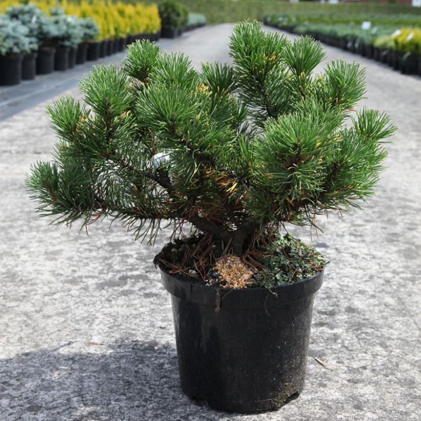 Pinus mugo Carstens Wintergold (Plant habit)