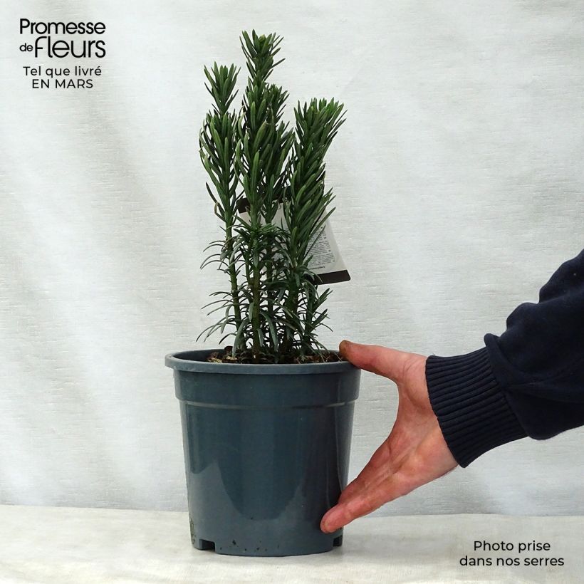 Cephalotaxus harringtonia Fastigiata Vaso da 2L/3L esemplare consegnato in primavera