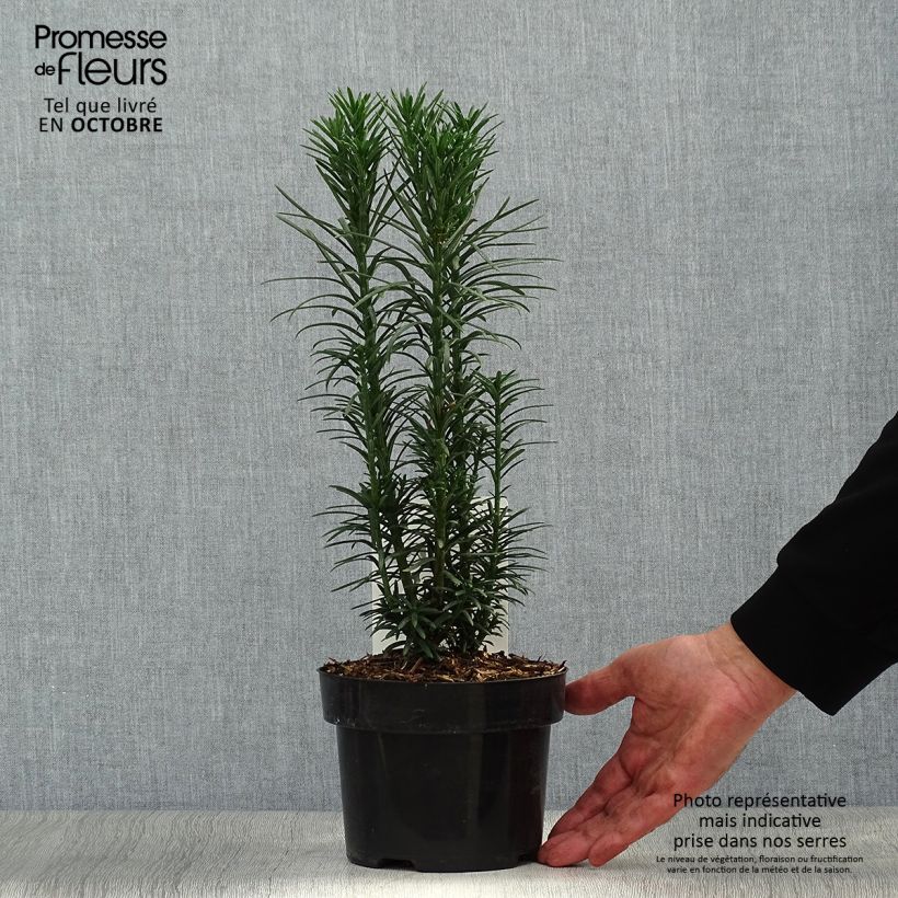Esemplare di Cephalotaxus harringtonia Fastigiata Vaso da 2L/3L come consegnato in autunno