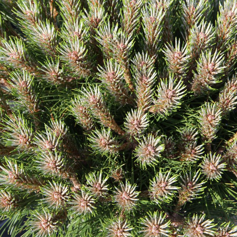Pinus nigra Marie Brégeon (Foliage)