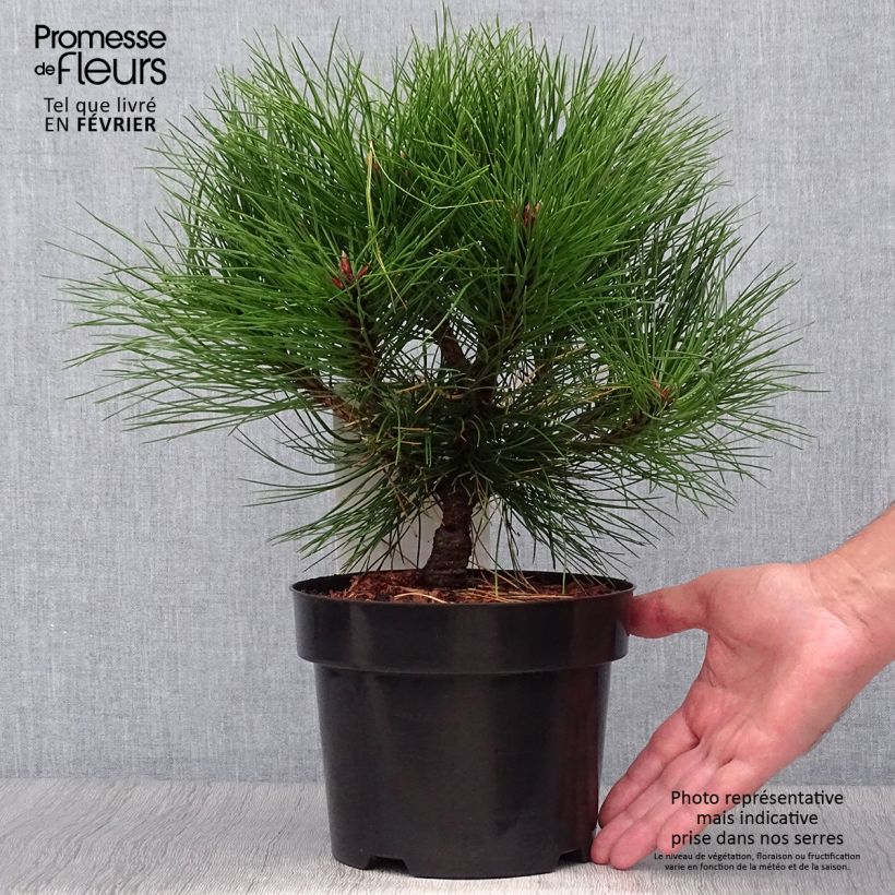 Esemplare di Pinus nigra Marie Brégeon Vaso da 2L/3L come consegnato in autunno