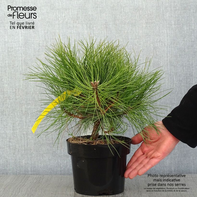 Example of Pinus nigra Marie Brégeon Vaso da 2L/3L as you get in hiver