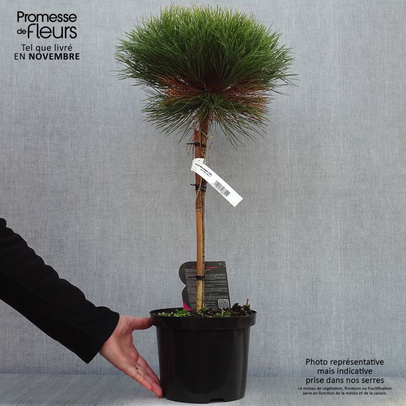 Esemplare di Pinus nigra Marie Brégeon Vaso da 4L/5L, Vaso impalcato come consegnato in autunno