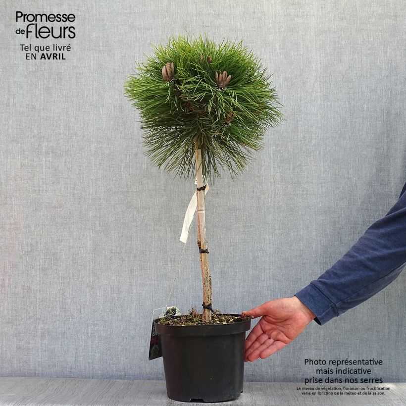 Example of Pinus nigra Marie Brégeon Vaso da 4L/5L, Vaso impalcato as you get in printemps