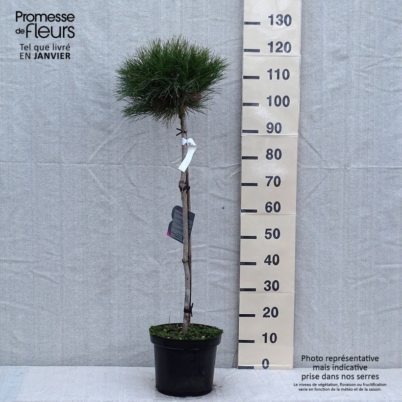 Pin noir - Pinus nigra Marie Brégeon Pot de 7,5L/10L, Demi-Tige, Demi-tige/ Tige de 70/80 cm esemplare consegnato in inverno