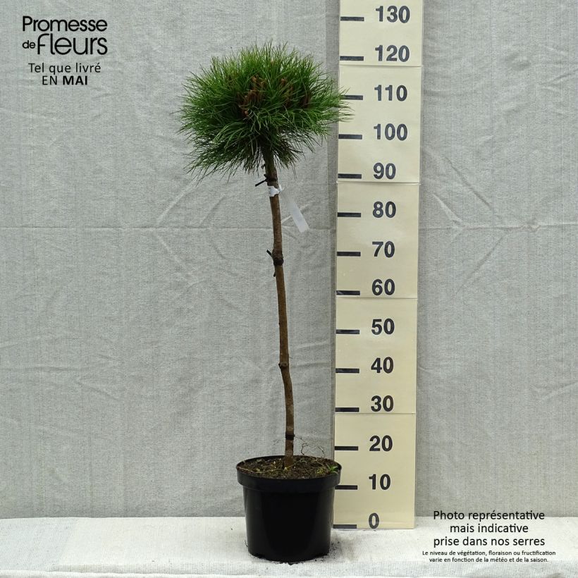 Example of Pinus nigra Marie Brégeon Vaso da 7,5L/10L, Vaso impalcato medio as you get in printemps