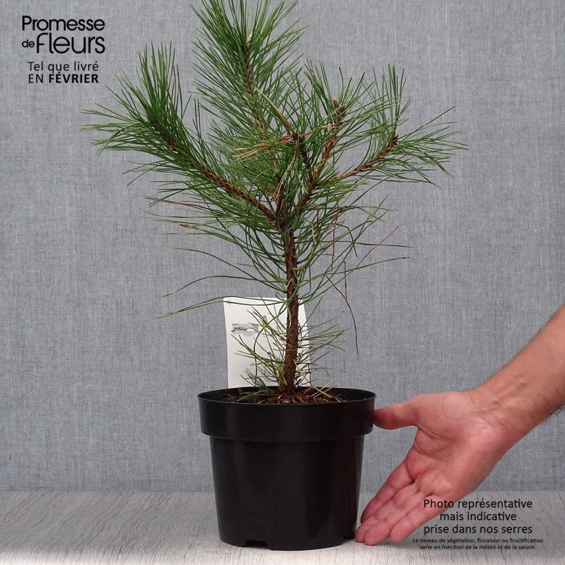 Esemplare di Pinus nigra nigra Vaso da 2L/3L come consegnato in autunno