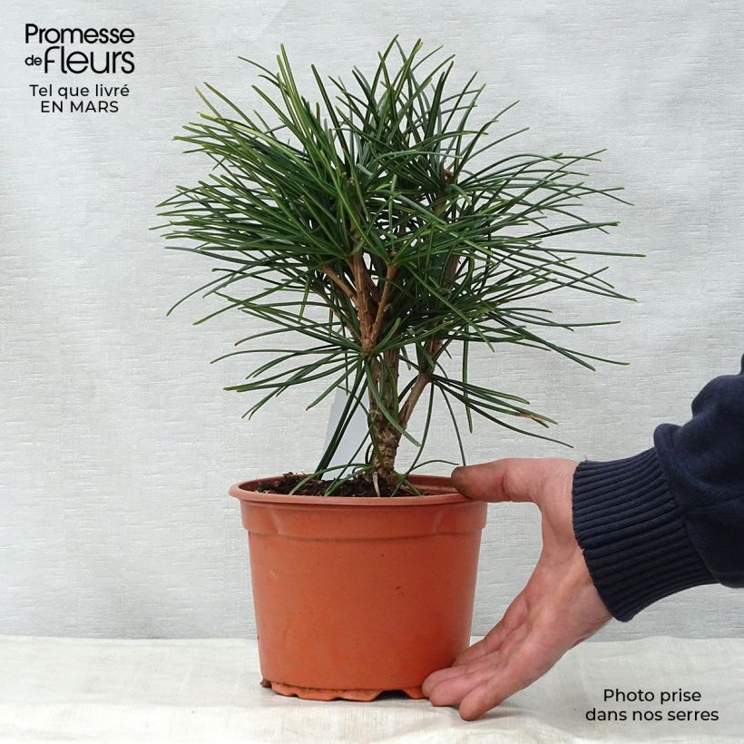 Example of Sciadopitys verticillata Vaso da 2L/3L as you get in printemps