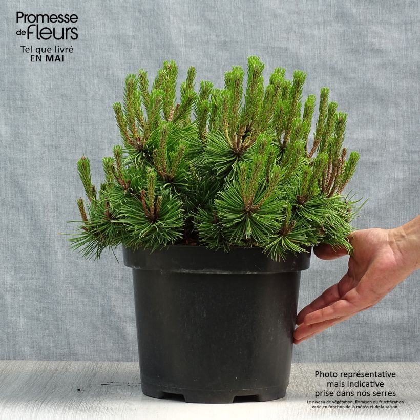 Example of Pinus densiflora Low Glow Vaso da 7,5L/10L as you get in printemps