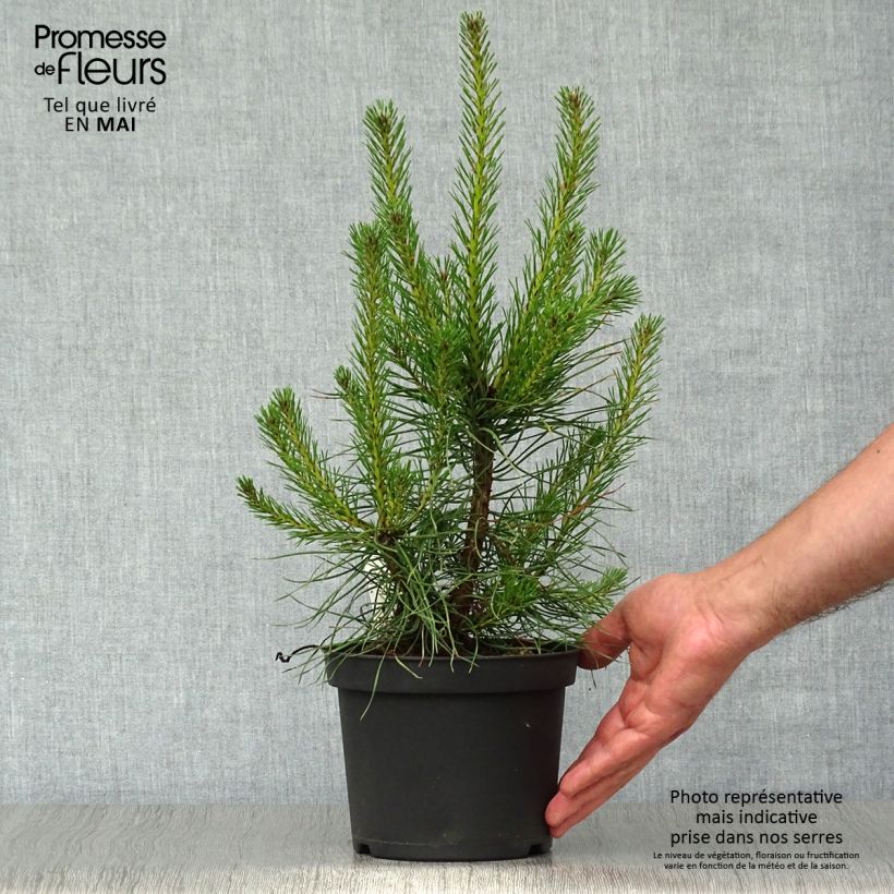 Example of Pinus sylvestris - Pino silvestre Vaso da 2L/3L as you get in printemps