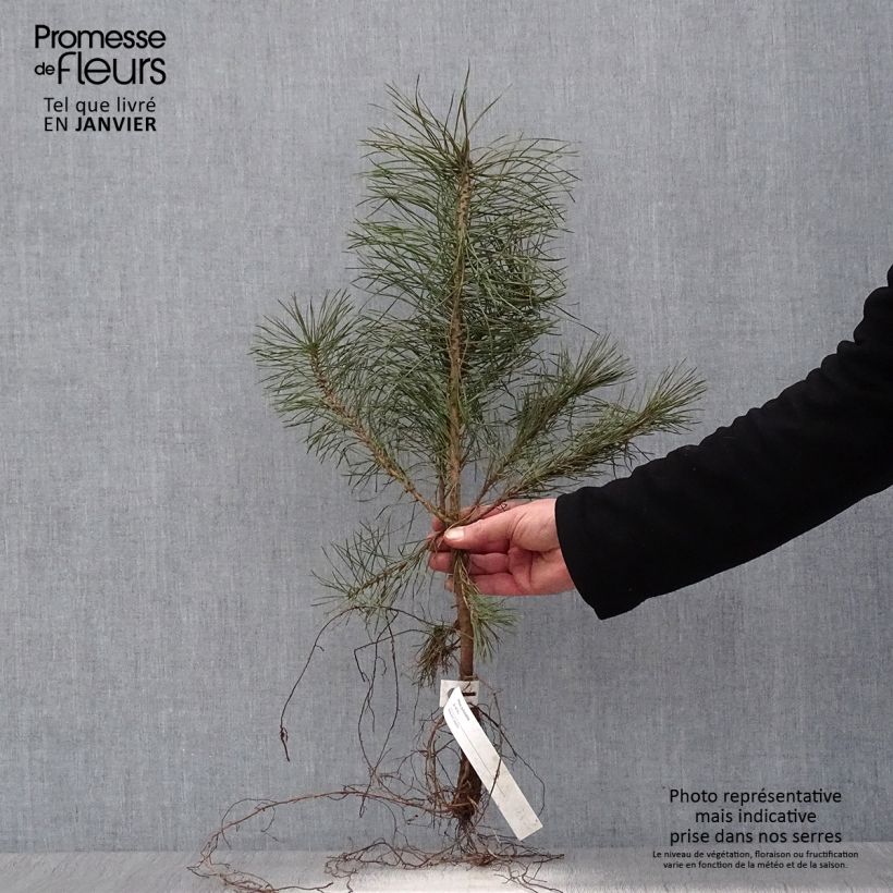 Example of Pinus sylvestris - Pino silvestre Piante piccole a radice nuda as you get in hiver