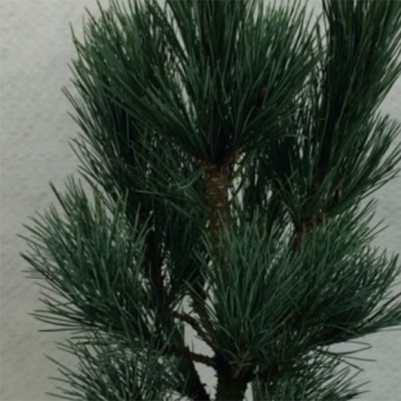 Pinus cembra Compacta Glauca (Foliage)