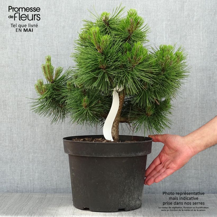 Pinus densiflora Jane Kluis Vaso da 7,5L/10L esemplare consegnato in primavera