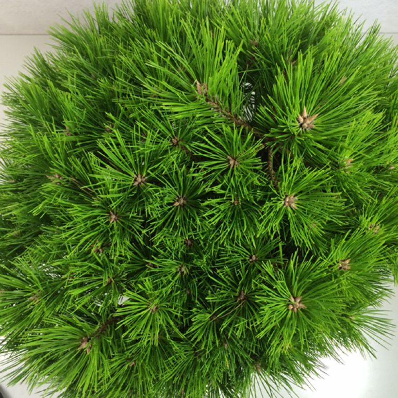 Pinus densiflora Low Glow (Foliage)