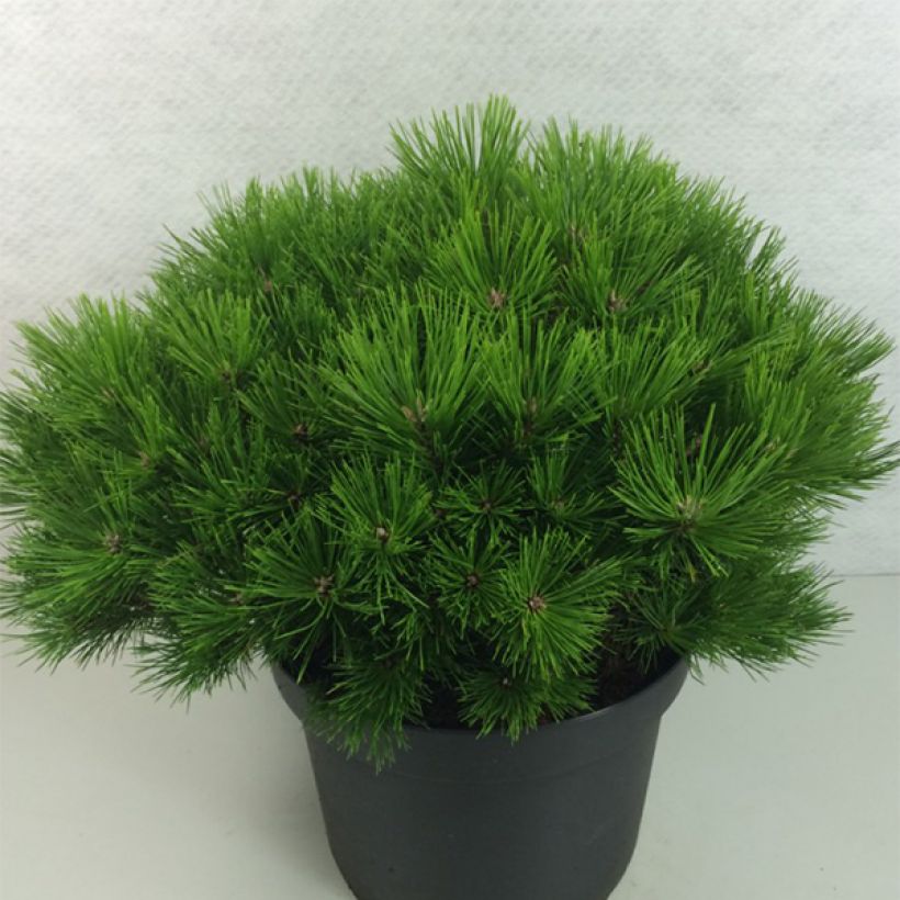 Pinus densiflora Low Glow (Plant habit)