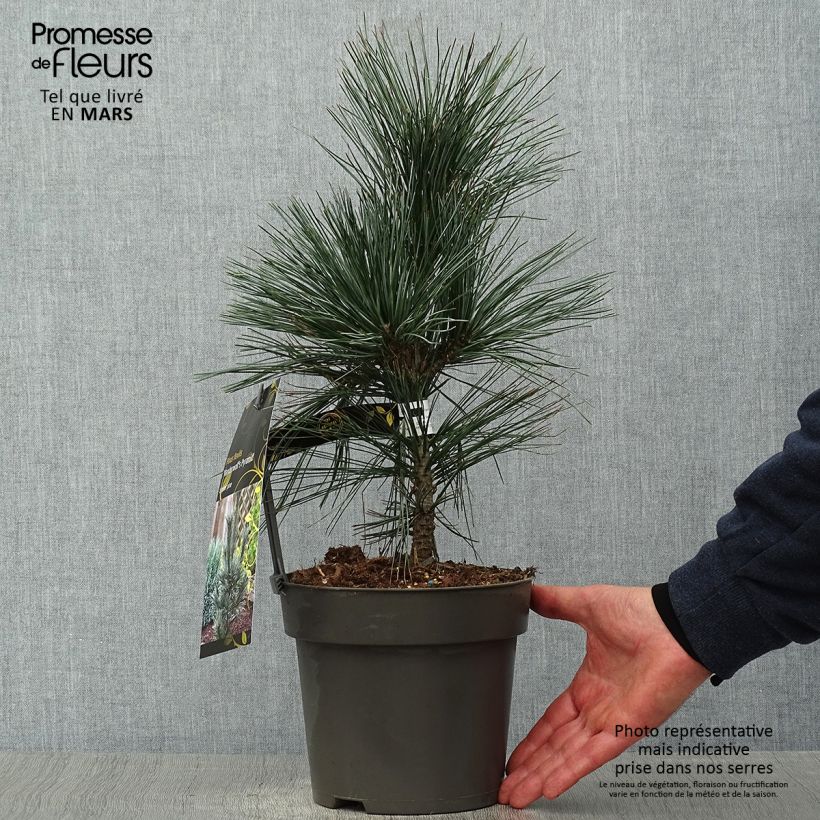 Pinus flexilis Vanderwolfs Pyramid Vaso da 2L/3L esemplare consegnato in primavera