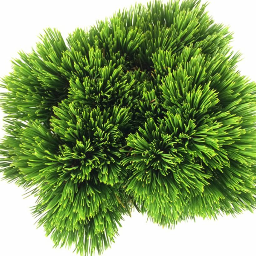 Pinus heldreichii Schmidtii (Fogliame)