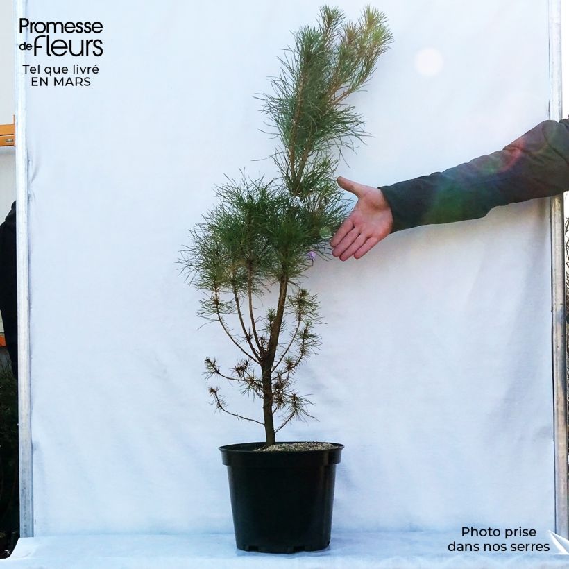 Pinus insignis - Pino di Monterey Vaso da 7,5L/10L esemplare consegnato in primavera