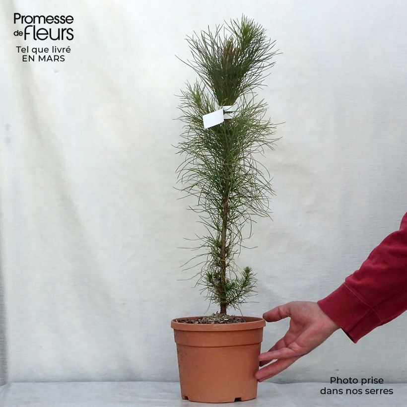 Pinus insignis - Pino di Monterey Vaso da 2L/3L esemplare consegnato in primavera