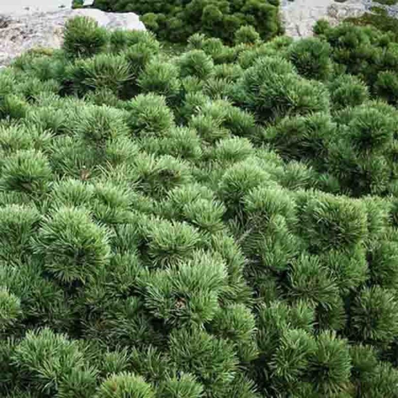 Pinus mugo Lilliput (Foliage)